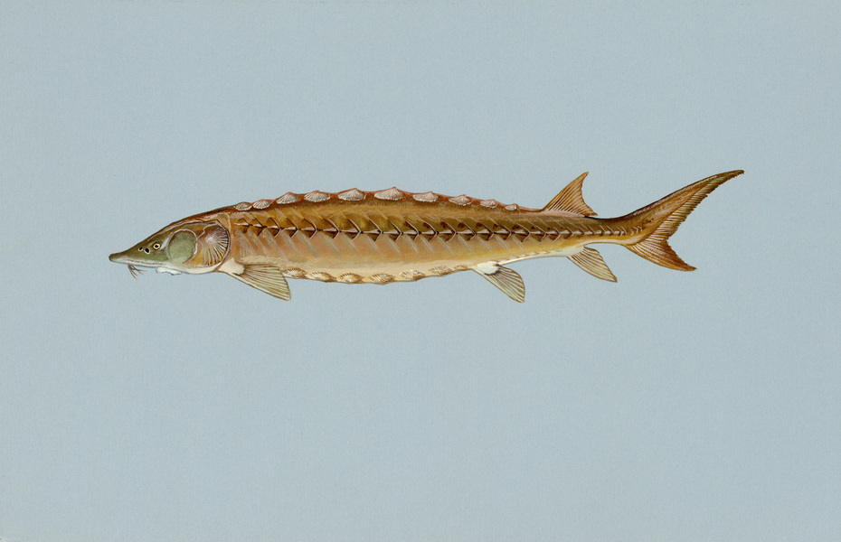 shortnosedsturgeon2