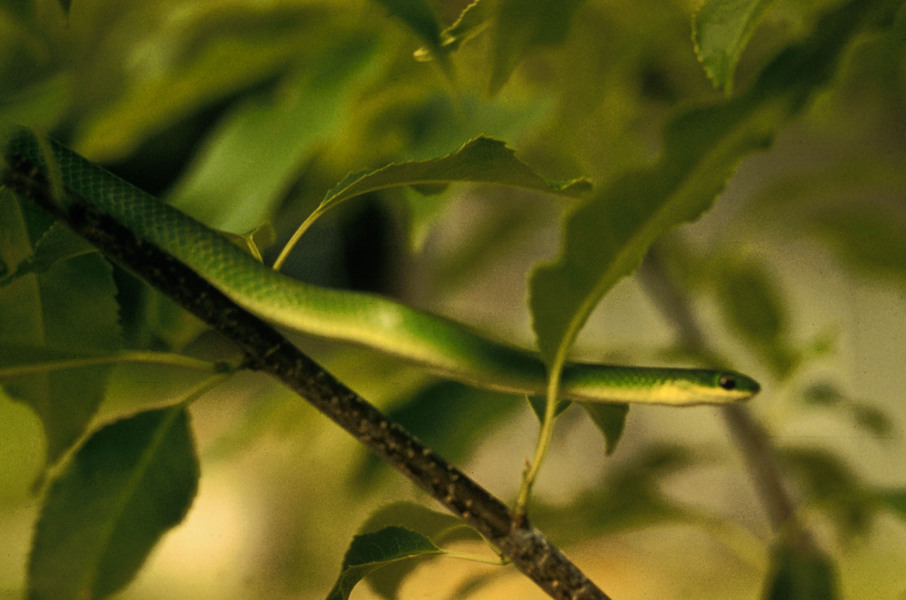 Opheodrys vernalis