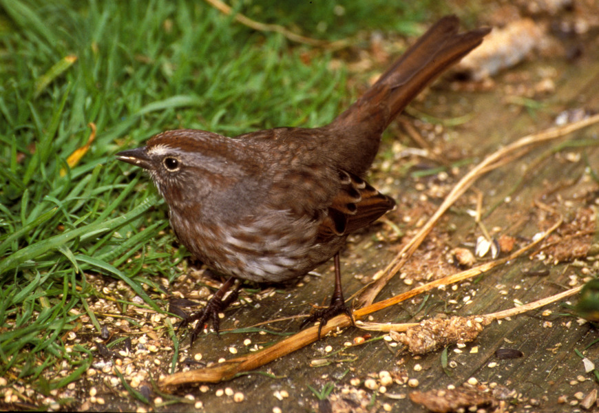 Eumetazoa