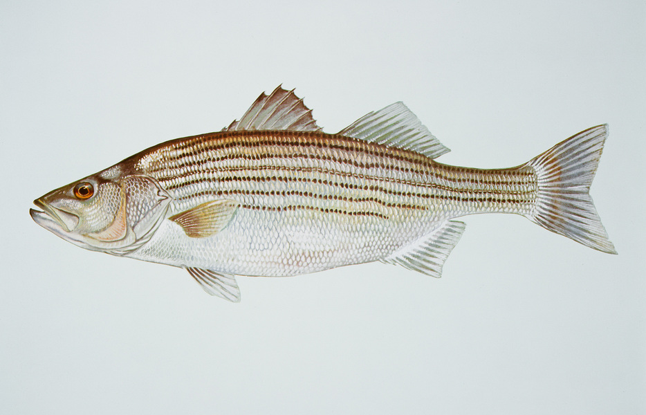 Morone saxatilis