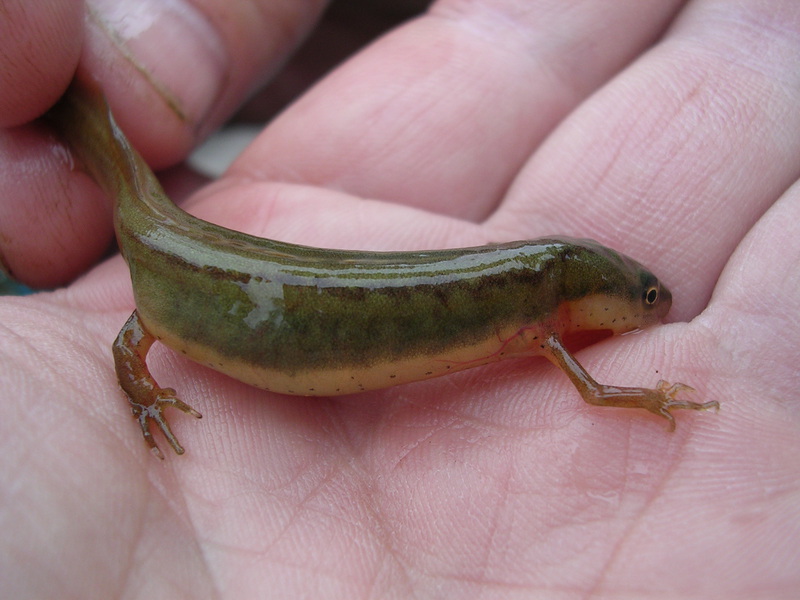 Lissamphibia