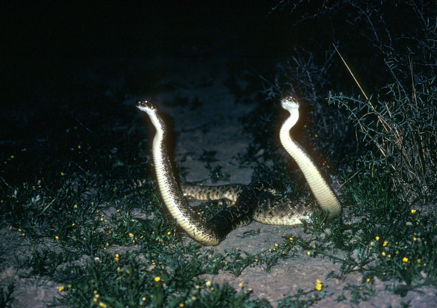 Crotalus