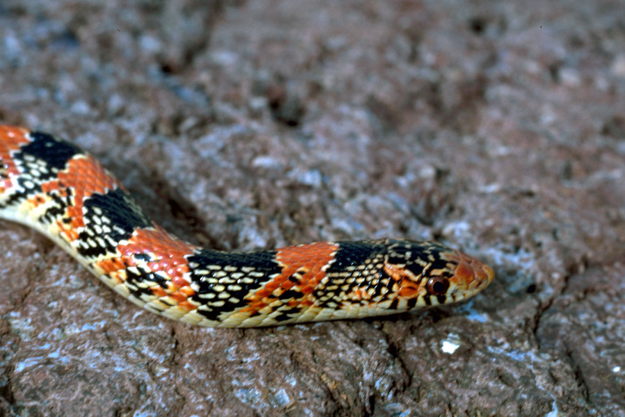 texaslongnosesnake