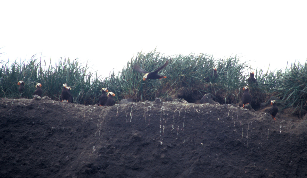 Charadriiformes