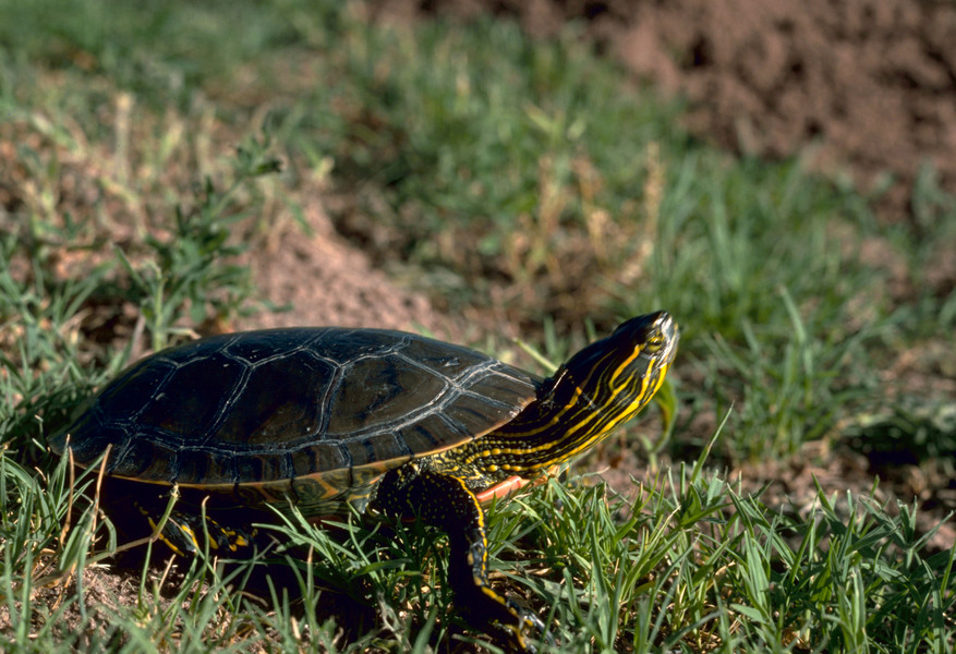 westernpaintedturtle