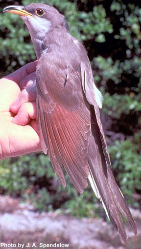 yellowbilledcuckoo