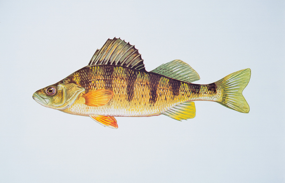 yellowperch