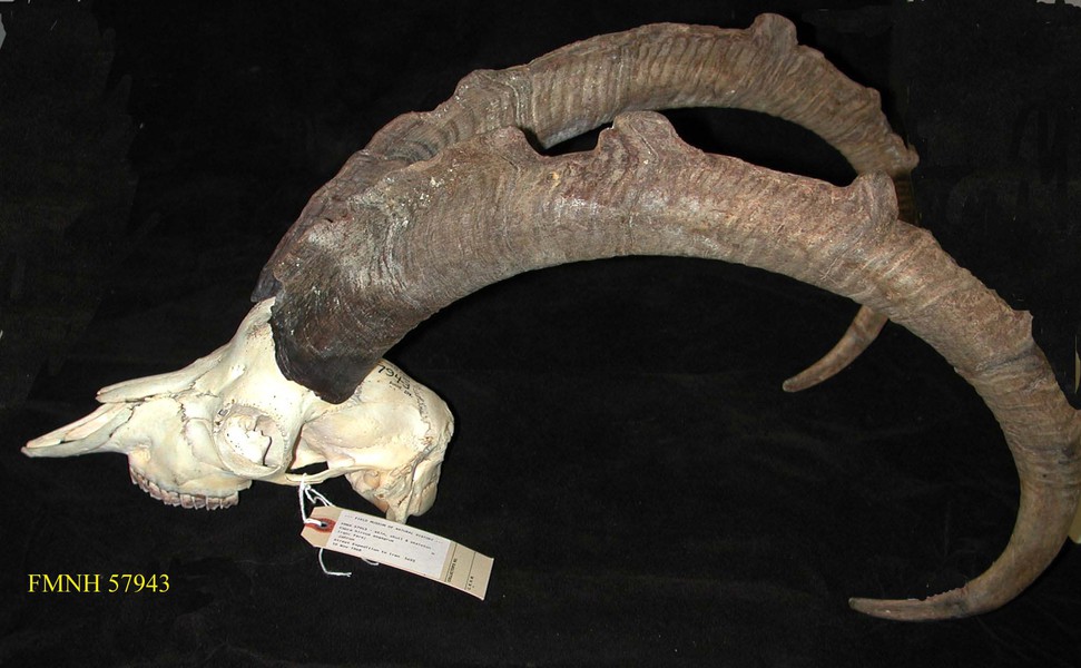 Vertebrata