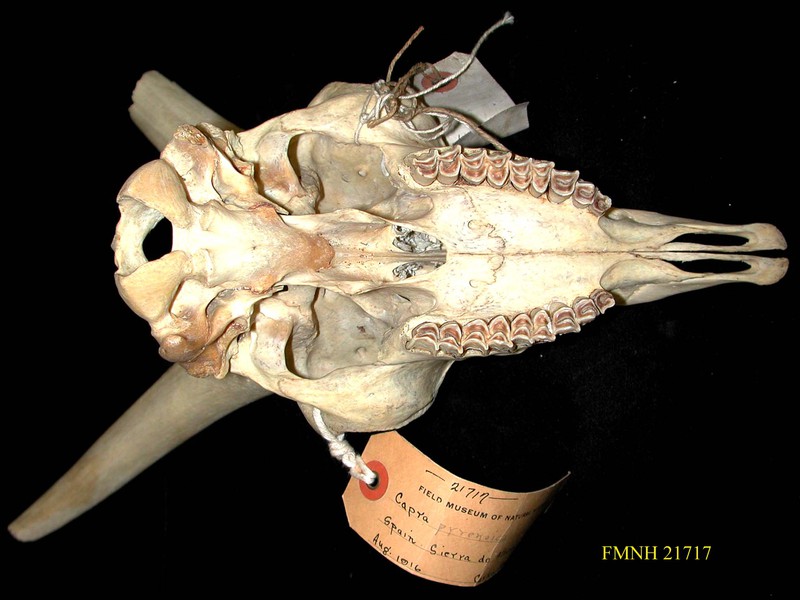 Craniata