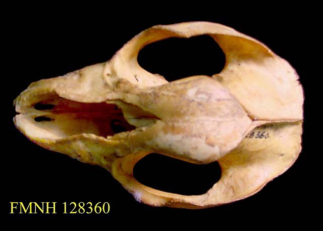 Craniata