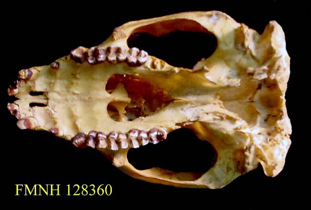 Craniata