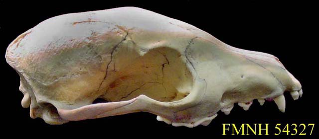 Craniata