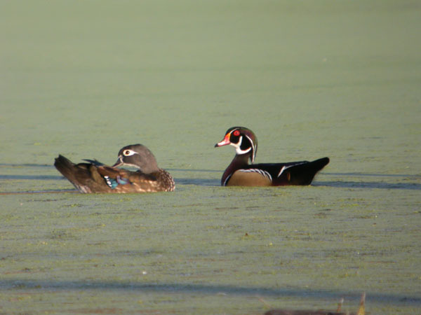 Anseriformes