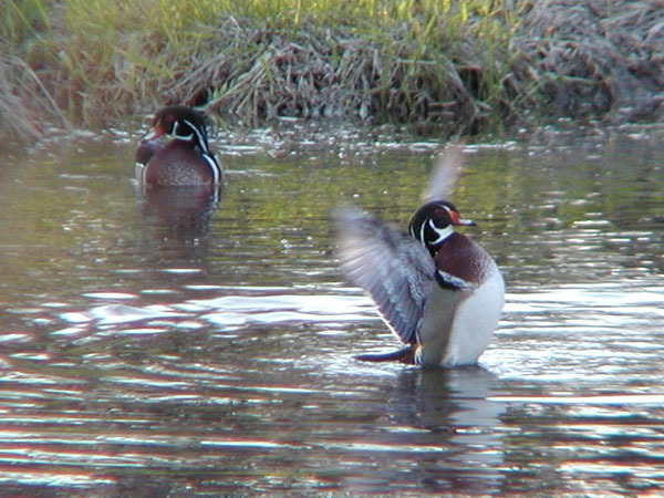 Anseriformes