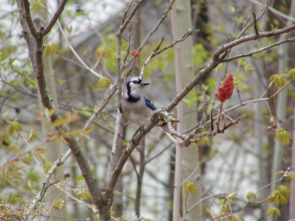 Passeriformes