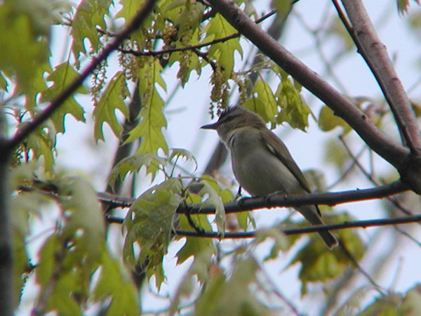 Vireo olivaceus