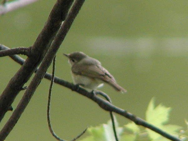 Vireo