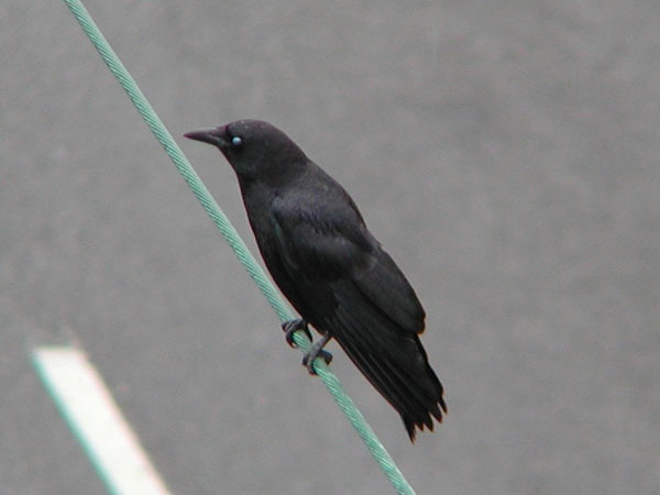 Corvus