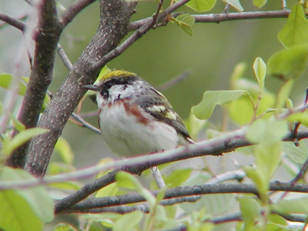 Parulidae