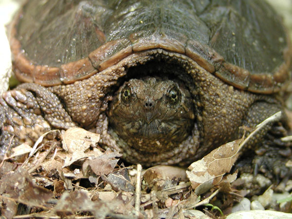 Chelydra serpentina