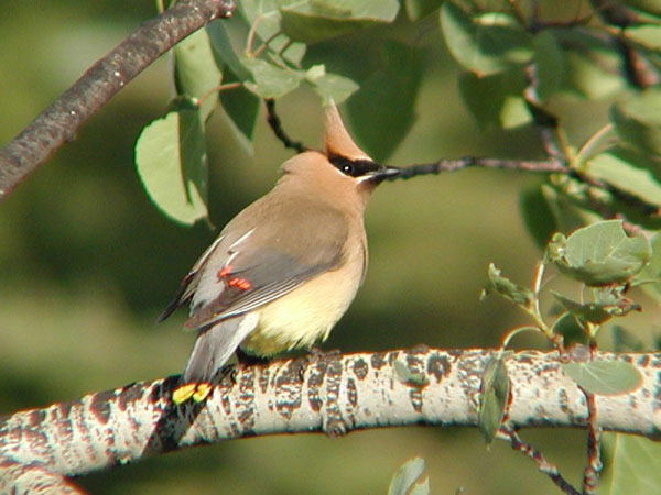 Passeriformes