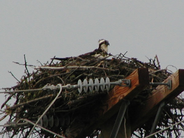 Pandion haliaetus