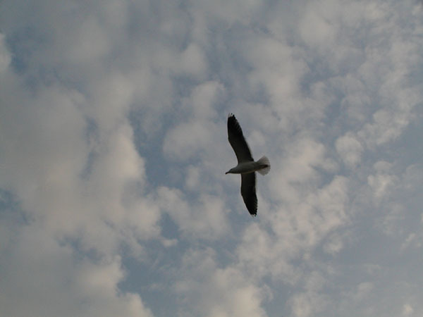 Charadriiformes