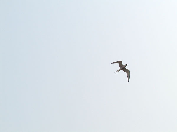 Sterna hirundo