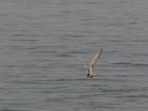 Laridae