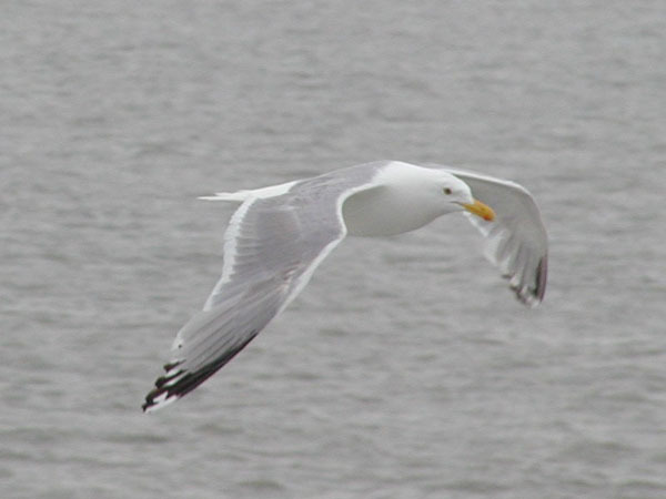 Larus argentatus