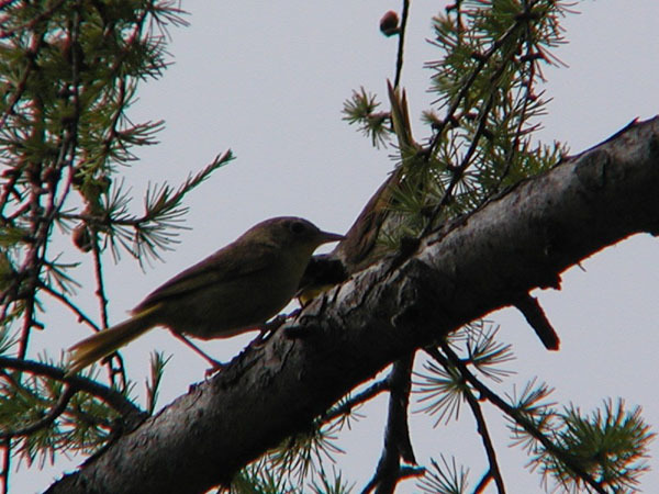 Geothlypis trichas