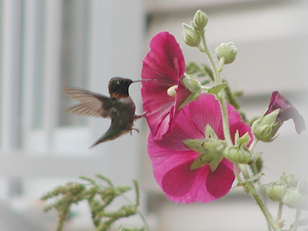 Trochilidae