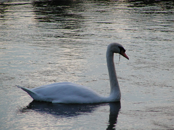 Anseriformes