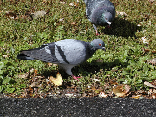 Columba