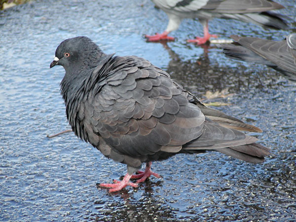 Columba livia