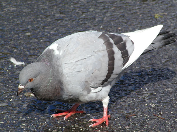 Columba