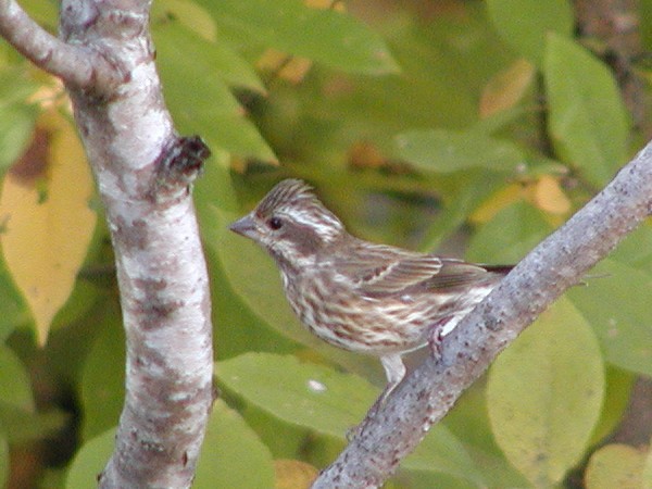 Cardinalidae