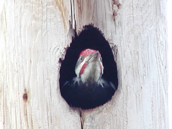 Dryocopus pileatus