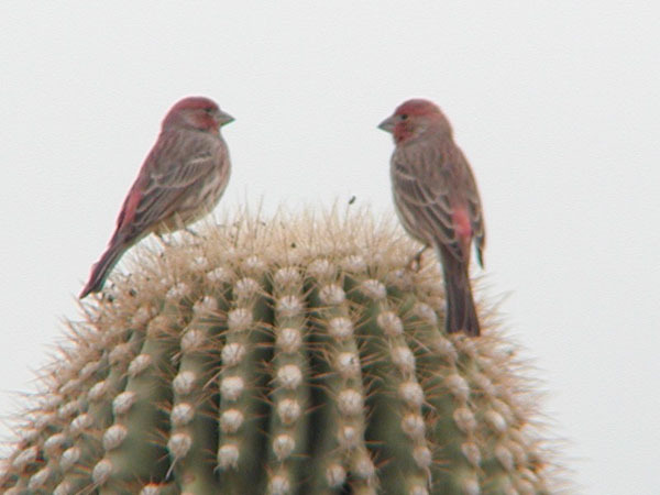 Carpodacus mexicanus