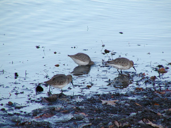 Calidris alpina