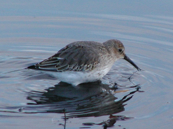 Calidris