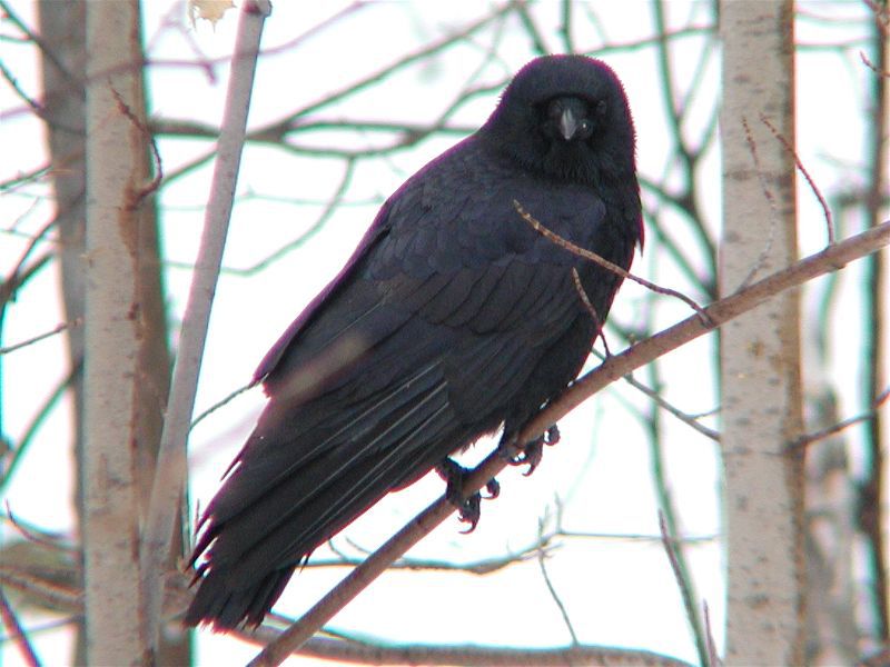 Corvidae