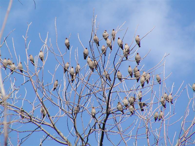 Bombycilla garrulus