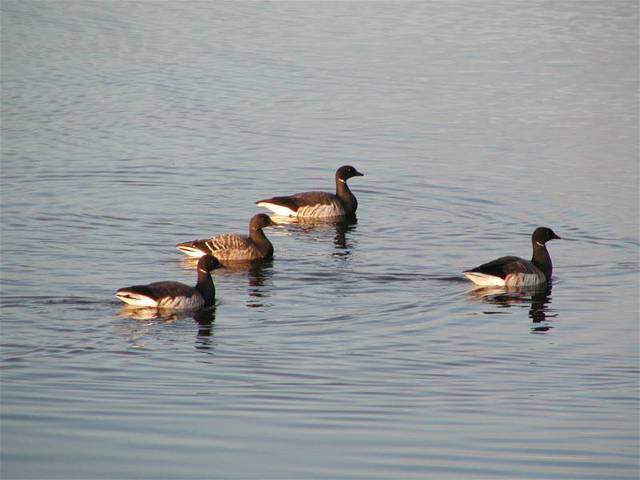 Photo of Branta bernicla