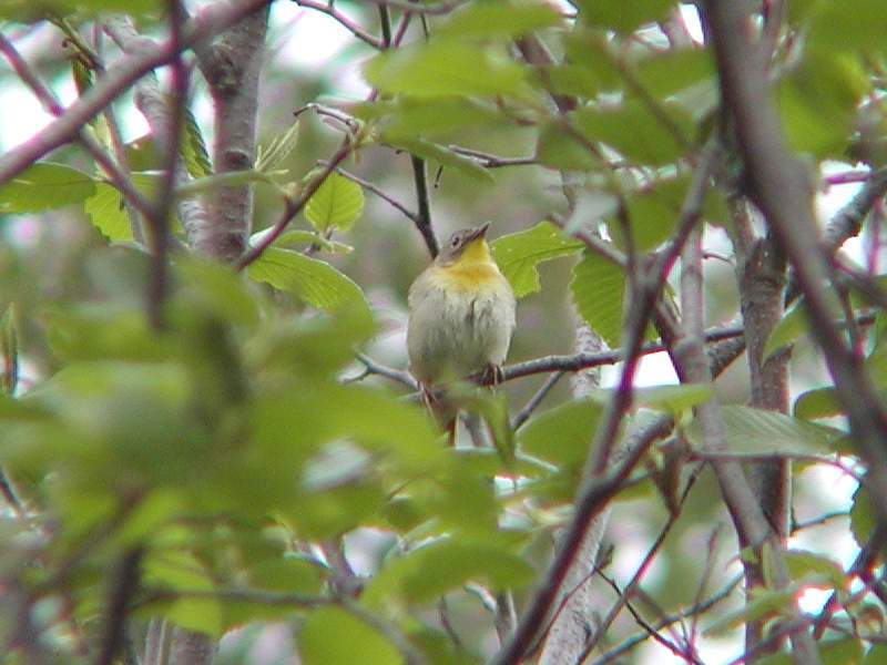 northernparula1