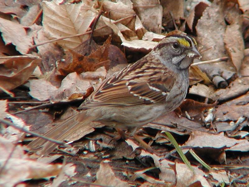 Zonotrichia albicollis