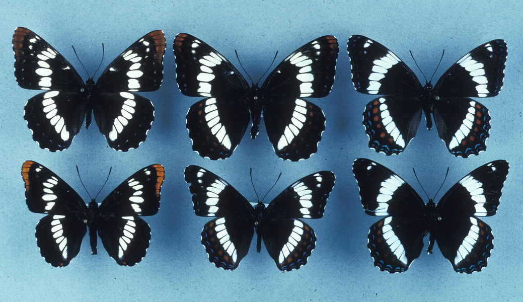 Limenitis arthemis