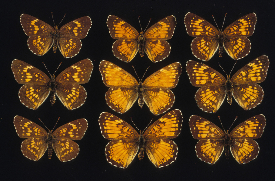 Papilionoidea