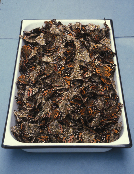 Vanessa cardui