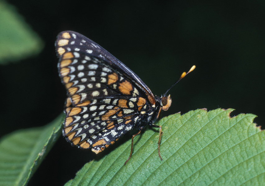 Euphydryas